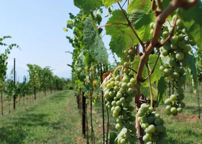 Le Magnolie Lantgård *